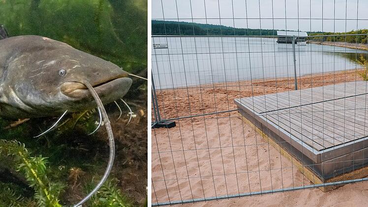 Brombachsee: Erneut Schwimmer von Wels verletzt - Behörden ergreifen jetzt Maßnahmen