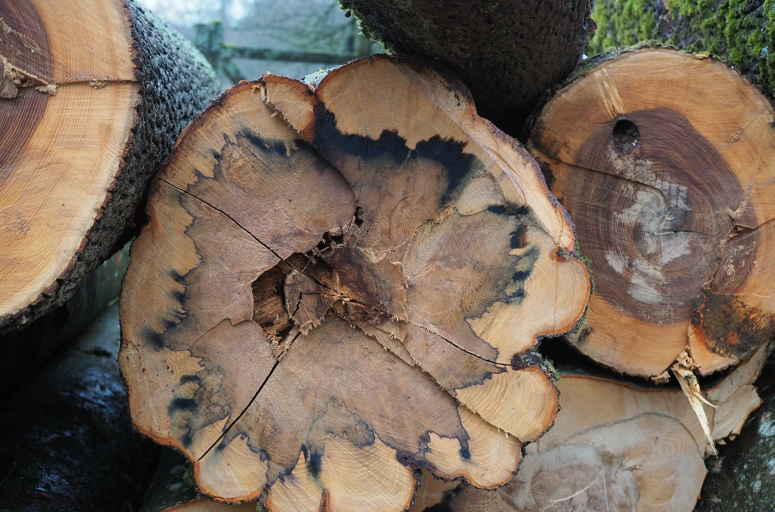 Wenn sich die Rinde schwarz färbt