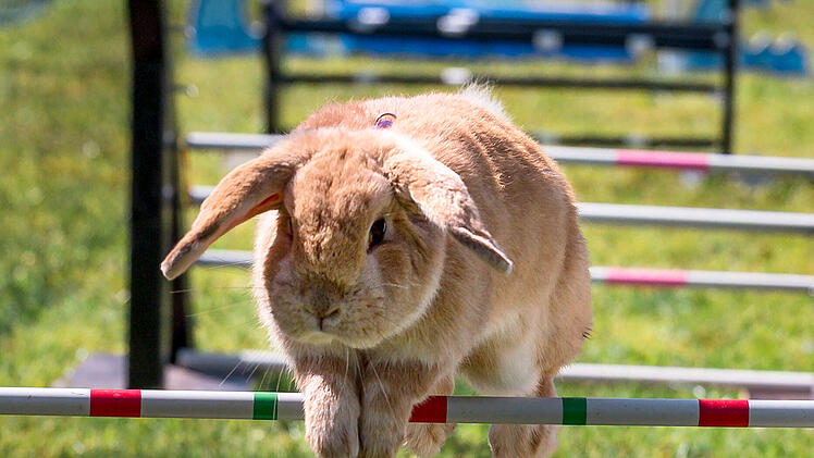 M&ouml;hrchen-Cup 2023
