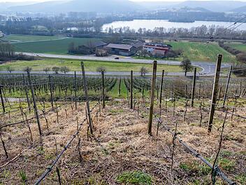 Trockenheit in Oberfranken: "Junge Obstbäume brauchen Hilfe"
