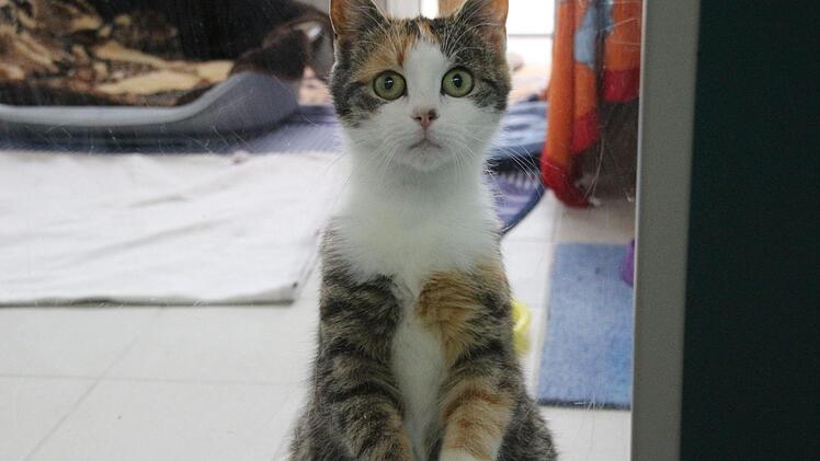 Diese hochträchtige Katze wartet im Tierheim.
