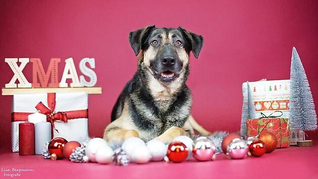Auch im Tierheim freut man sich &uuml;ber kleine Geschenke. Foto: Lisa Bergmann