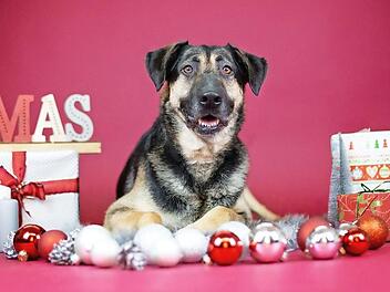Auch im Tierheim freut man sich &uuml;ber kleine Geschenke. Foto: Lisa Bergmann