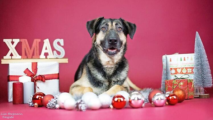 Auch im Tierheim freut man sich &uuml;ber kleine Geschenke. Foto: Lisa Bergmann