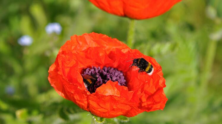 Bayreuth: Sch&auml;digen Dieselabgase den Insekten? Universit&auml;re Forschung untersucht Auswirkungen