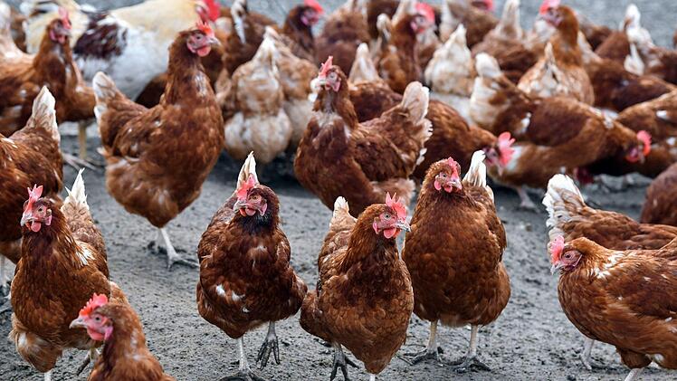Weitere Fälle von Geflügelpest im Kreis Coburg - Vögel verendet oder "notgetötet"