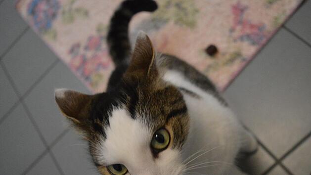 Kater Leon wartet im Forchheimer Tierheim auf einen neues Herrchen oder Frauchen. Foto: Ronald Heck