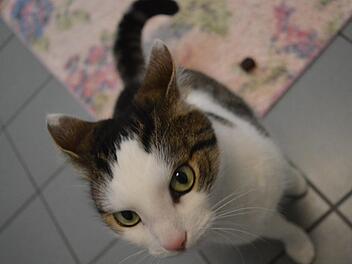 Kater Leon wartet im Forchheimer Tierheim auf einen neues Herrchen oder Frauchen. Foto: Ronald Heck