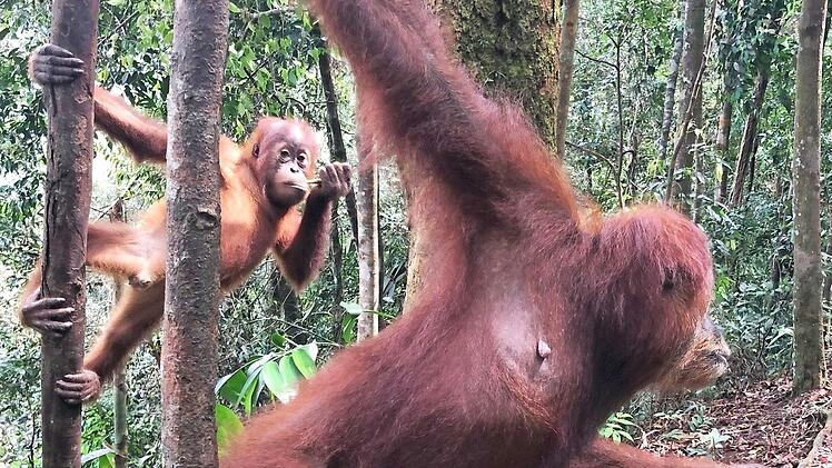 Die Orang-Utans auf Sumatra sind, wie vielerorts, vom Aussterben bedroht. "Project Wings" will auch zu ihrer Rettung beitragen.