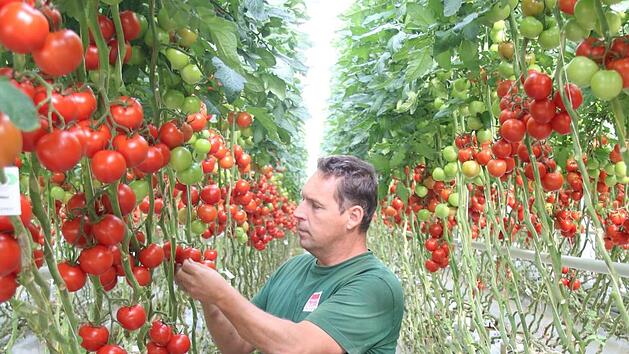 Tomaten, soweit das Auge reicht: Gem&uuml;sebauer Fritz Boss in der Feulersdorfer Anlage.