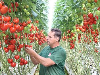 Tomaten, soweit das Auge reicht: Gemüsebauer Fritz Boss in der Feulersdorfer Anlage.