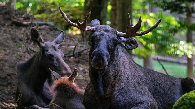 40 Tierarten auf 40 Hektar sind im Wildpark Hundshaupten zu sehen. Foto: daysofrain/infrankenpix