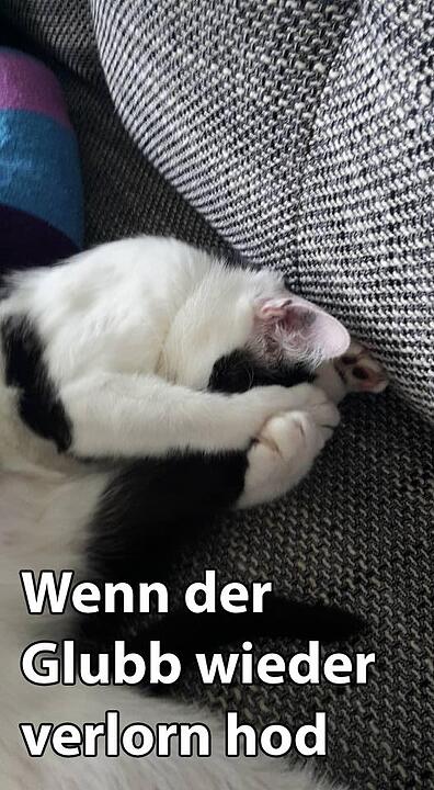 29 fränkische Katzen, die dich verstehen
