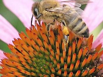 Bienen und anderen Insekten soll die Aktion "Ebern summt" mehr Lebensraum schaffen. Foto: Helmut Will