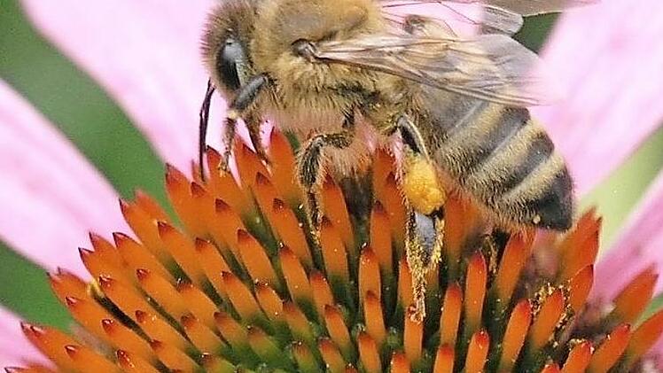 Bienen und anderen Insekten soll die Aktion "Ebern summt" mehr Lebensraum schaffen. Foto: Helmut Will