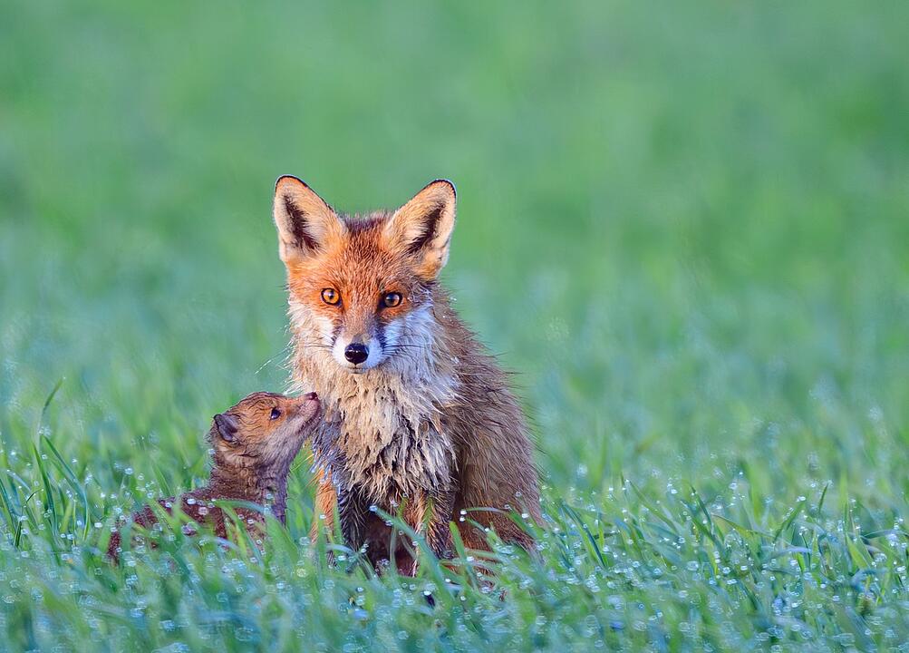 F&uuml;chsin mit Nachwuchs