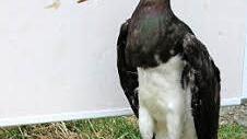 Ausgestopfter Schwarzstorch