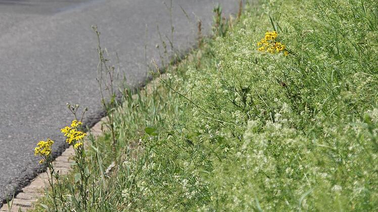 Jakobskreuzkraut in Leutendorf  Foto: Friedwald Schedel