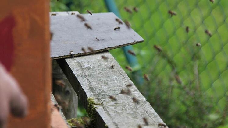 Die Bienen schwirren vor der Öffnung des Bienenkastens. Foto: Friedwald Schedel