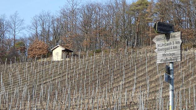 Momentan werden die wachsenden Reben im Abt-Degen-Weintal von den Winzern gepflegt, so dass im Herbst nach der Traubenlese wieder k&ouml;stliche Weine gekeltert werden k&ouml;nnen. Foto: Christian Licha