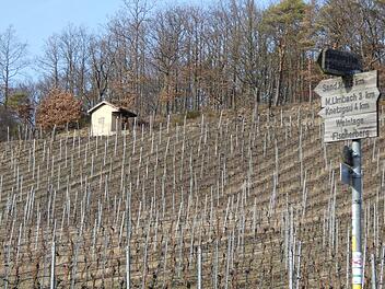 Momentan werden die wachsenden Reben im Abt-Degen-Weintal von den Winzern gepflegt, so dass im Herbst nach der Traubenlese wieder k&ouml;stliche Weine gekeltert werden k&ouml;nnen. Foto: Christian Licha