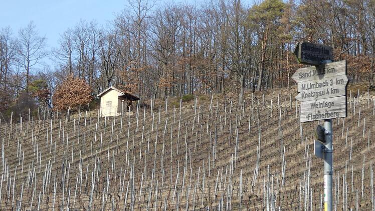 Momentan werden die wachsenden Reben im Abt-Degen-Weintal von den Winzern gepflegt, so dass im Herbst nach der Traubenlese wieder k&ouml;stliche Weine gekeltert werden k&ouml;nnen. Foto: Christian Licha