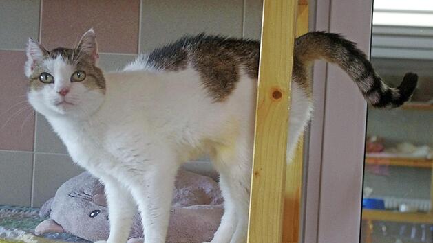Circa zw&ouml;lf Jahre alt ist Isa, eine sehr freundliche und gutm&uuml;tige Hauskatze. Foto: Tierheim Kronach