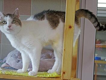 Circa zwölf Jahre alt ist Isa, eine sehr freundliche und gutmütige Hauskatze. Foto: Tierheim Kronach