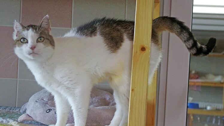 Circa zwölf Jahre alt ist Isa, eine sehr freundliche und gutmütige Hauskatze. Foto: Tierheim Kronach