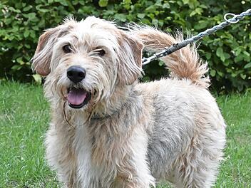 Chino ist sehr anhänglich und freundlich.