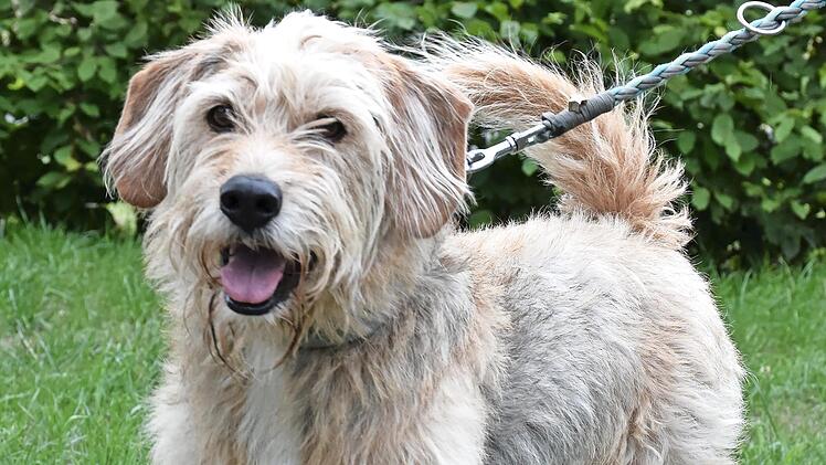 Chino ist sehr anhänglich und freundlich.