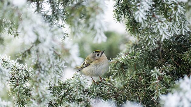Knackiges Weihnachtswetter - f&auml;llt der Bibber-Rekord?