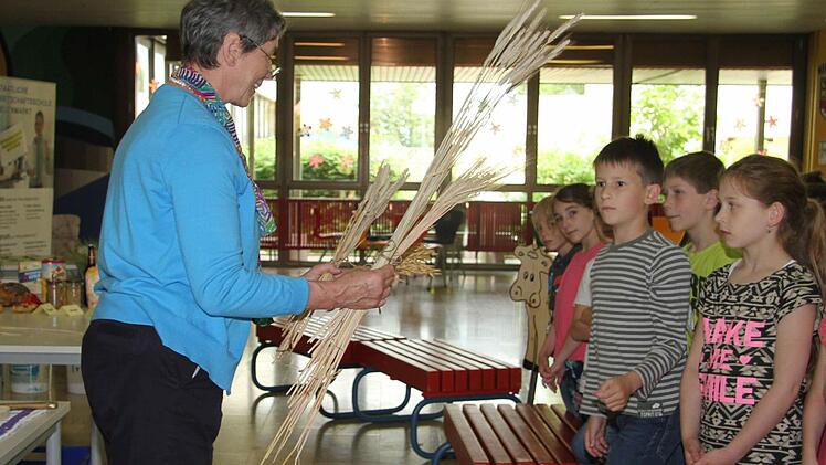 Bernadette Schilling erklärt den Schülern der Neuenmarkter Schule, wie man die Getreidesorten unterscheiden kann: Roggen hat beispielsweise eine Ähre mit kurzen Grannen, Gerste dagegen hat sehr lange Grannen - das ist leicht zu merken. Denn bei Gerste wird das G großgeschrieben - und das Korn hat besonders große Grannen