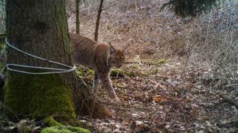 Von einer aufgestellten Fotofalle im Detterer Flur festgehalten: Ein Luchs treibt sich am 24. März etwa 1200m vom Ort entfernt rum. Eine weitere Aufnahme bestätigt, dass es ein Weibchen ist. Foto: Familie Karg