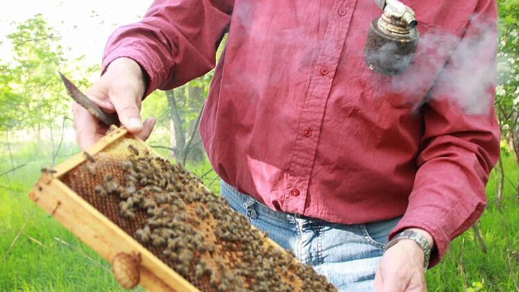 Erhard Bieber hat die Hälfte seiner Bienen im Winter verloren. Er will seine Völker wieder aufbauen: "Man darf den Mut nicht verlieren." Foto: Carmen Schmitt