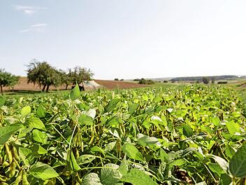 Immer mehr Bauern entscheiden sich, den Betrieb umzustellen. Hilfe dazu gibt es am Montag, 20. November.  Foto: Anna-Katharina Paar