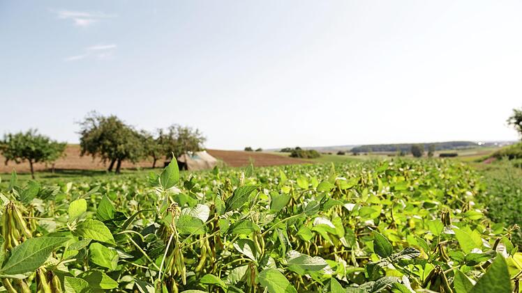 Immer mehr Bauern entscheiden sich, den Betrieb umzustellen. Hilfe dazu gibt es am Montag, 20. November.  Foto: Anna-Katharina Paar