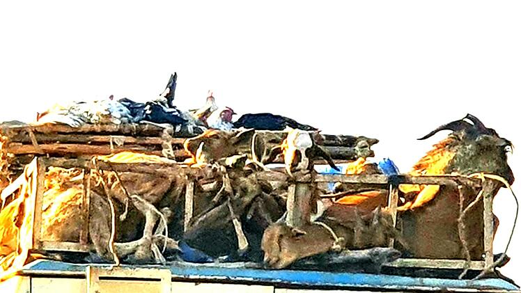 Auch Tiere werden auf den Bussen transportiert.