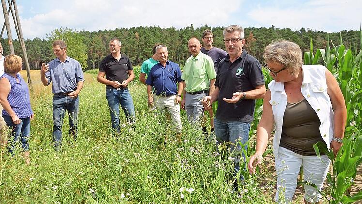 Ortstermin am Maisfeld: Drei Meter breit werden am Rand Blühstreifen für die Insekten geschaffen.  Fotos: Bernhard Panzer