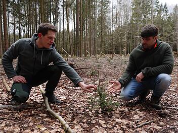 Waldbesitzer Tobias Zeier (links) und Alexander Schmidt vom AELF begutachten im Wald am Milzbach eine junge Tanne. Foto: Rebecca Vogt