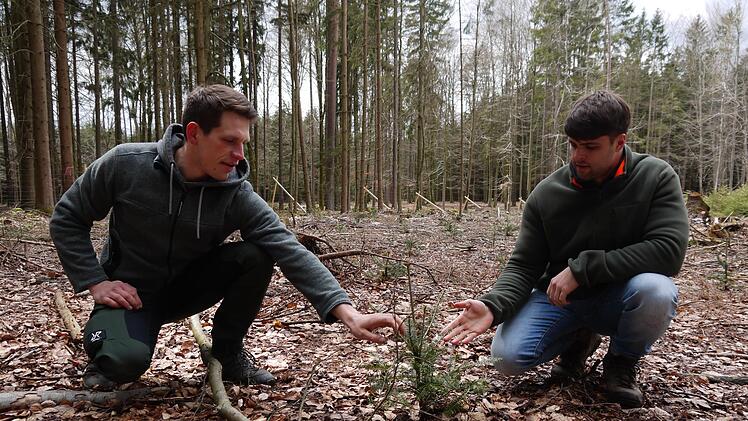 Waldbesitzer Tobias Zeier (links) und Alexander Schmidt vom AELF begutachten im Wald am Milzbach eine junge Tanne. Foto: Rebecca Vogt