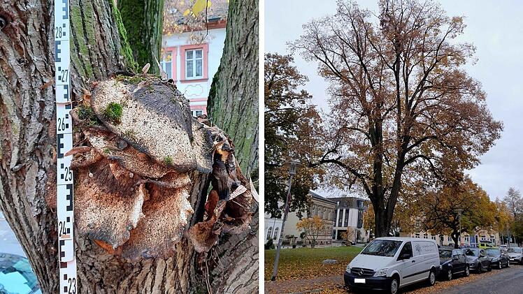 Bamberg: Rettungsaktion für Linde am Schillerplatz - "Fäuleschäden nachgewiesen"