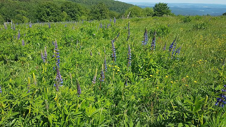 Blüten der Lupine sind schön anzuschauen, verdrängen aber die Vielfalt und als Viehfutter ist da nicht viel zu gebrauchen. Foto: Elisabeth Assmann