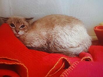 Eine der verstörten Katzen, die aus einer Wohnung bei Nürnberg gerettet wurden und im Kulmbacher Tierheim gelandet sind.