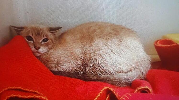 Eine der verstörten Katzen, die aus einer Wohnung bei Nürnberg gerettet wurden und im Kulmbacher Tierheim gelandet sind.