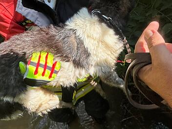 Hund aus Bach bei Litzendorf gerettet