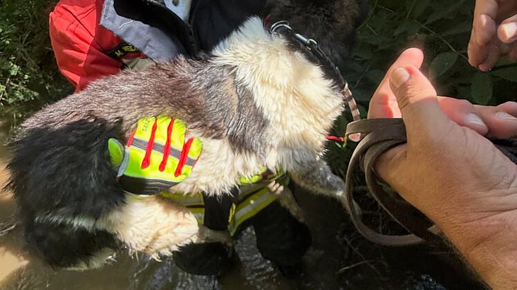 Hund aus Bach bei Litzendorf gerettet