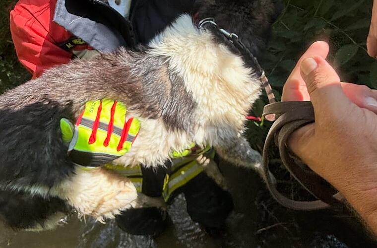 Feuerwehr Litzendorf: Hund fällt in Bach - Mädchen machen "wirklich alles richtig"