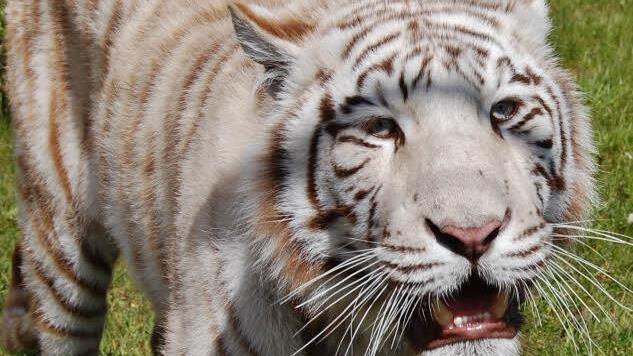 Einer der weißen Tiger von Dompteur Robano Kübler. Foto: Sigismund von Dobschütz