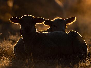 Schon wieder: &Uuml;ber 20 L&auml;mmer im Kreis Schweinfurt geklaut - mehrere verendet